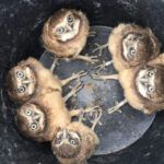 ¿Dónde se mencionan los 144 mil en la Biblia?