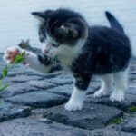 ¿Qué enseña la Biblia sobre los animales? Descubre su importancia en la Palabra de Dios