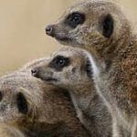 El misterio bíblico detrás de por qué los animales caminan en círculos