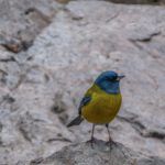 ¿Por qué los animales dan vueltas en círculos según la Biblia? Descubre la respuesta aquí