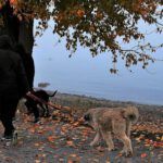¿Qué dice la Biblia sobre el destino de los animales después de la muerte?