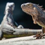 ¿Qué dice la Biblia sobre los animales cuando mueren?