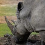 ¿Es bíblico sacrificar animales? Descubre lo que dice la Biblia al respecto