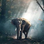 What Does the Bible Say About Animals? Discover the Surprising Truths!