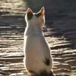 Discovering the Biblical Truth: Where Do Animals' Souls Go?