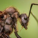 What Can We Learn About Ants from the Bible?