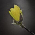 Discover the Truth: What the Bible of Israel Really Says