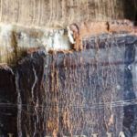 Hagan esto en memoria mía: Descubre el verdadero significado de la Biblia