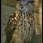 Cuando el Señor hiciere volver la cautividad: significado y reflexiones bíblicas