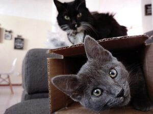 Dos gatos en sala, un gatito gris asomando desde una caja de cartón y un gato negro y blanco detrás, ¿Qué dice la Biblia sobre los celos en la pareja?