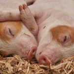 ¿Por qué la Biblia prohíbe comer carne de cerdo?