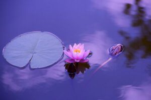 ¿Somos dioses según la Biblia? Descubre la verdad detrás de esta afirmación: flor de loto rosa con hoja flotante sobre agua púrpura.