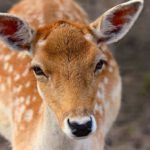 What Does the Bible Really Say About Wearing Earrings?