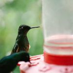 El misterio del colibrí en la Biblia: ¿Dónde se menciona esta ave sagrada?
