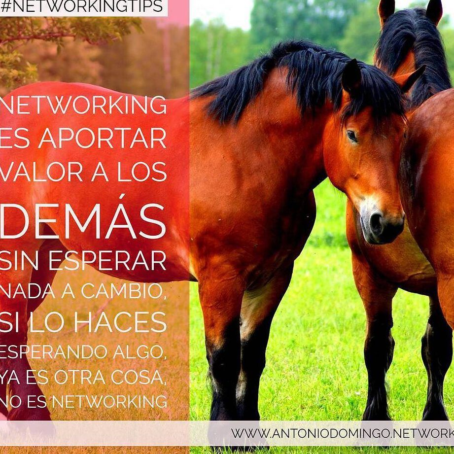 Dos caballos marrones en un prado junto a un cartel sobre networking; ¿Es pecado pedir prestado dinero según la Biblia?