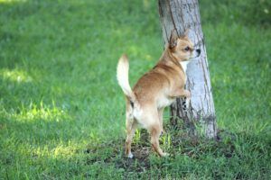 Small tan Chihuahua standing on hind legs against a tree in a grassy yard — Why were the Eunuchs in the Bible castrated? Unveiling the truth