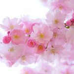 ¿Es apropiado llevar flores a los muertos según la Biblia?