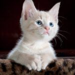 ¿Por qué los gatos no aparecen en la Biblia? Descubre la sorprendente respuesta