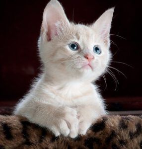 Gatito crema de ojos azules apoyado sobre tela estampada, mirada curiosa; ¿Por qué los gatos no aparecen en la Biblia? Descubre la sorprendente respuesta