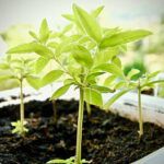 La verdad sobre la gratitud según la Biblia: ¡Descubre lo que debes saber!