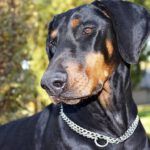 Understanding Biblical Views on Guarantors and Guarantees