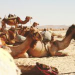 Lo que la Biblia revela sobre Israel en los últimos tiempos
