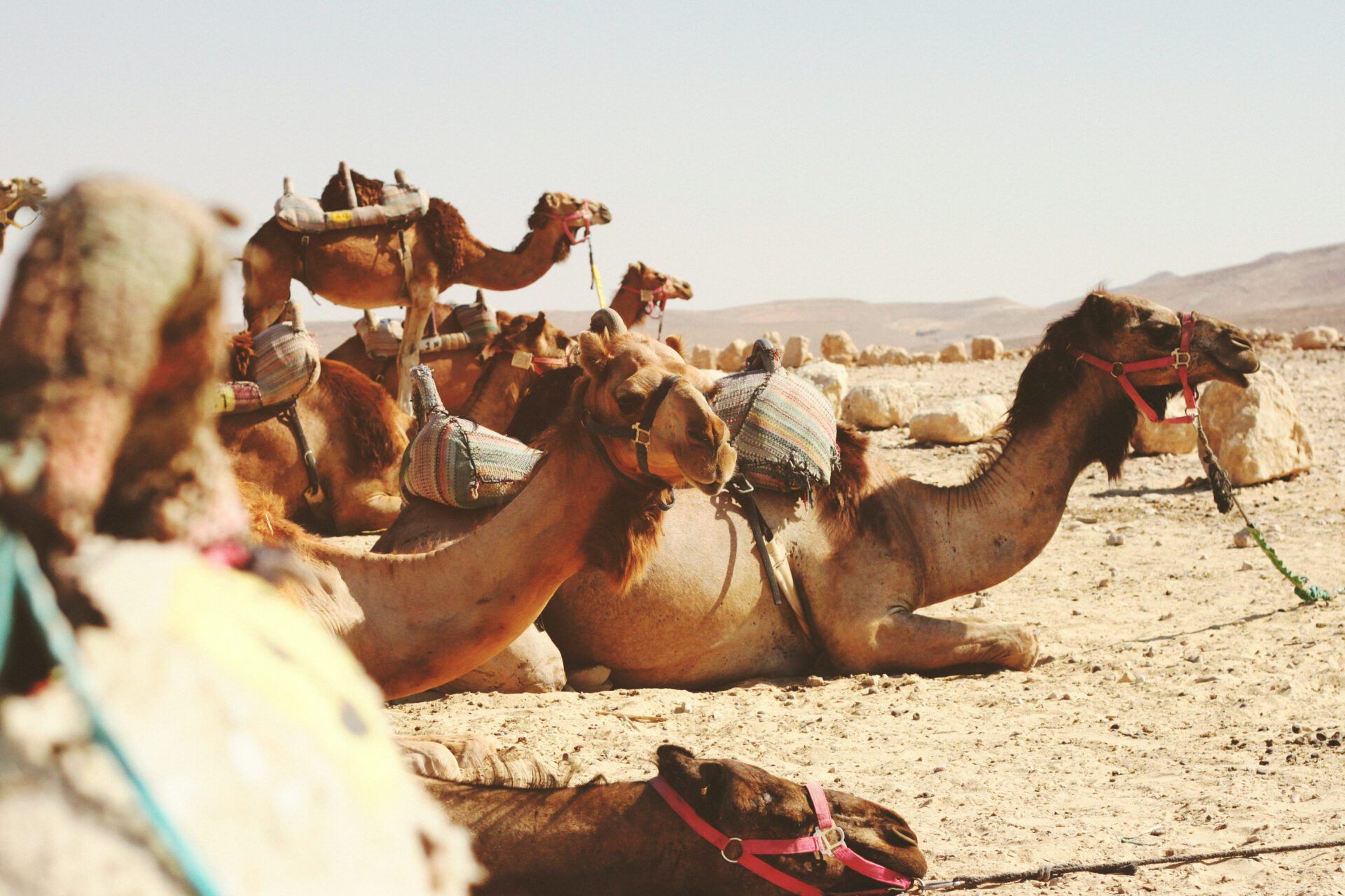 Camellos descansando en el desierto con monturas tradicionales, evocando Lo que la Biblia revela sobre Israel en los últimos tiempos.