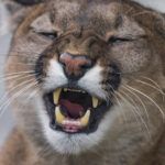 ¿Es pecado usar joyas según la Biblia? Descubre la verdad aquí