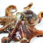 ¿Es el Kraken mencionado en la Biblia? Descubre la verdad aquí