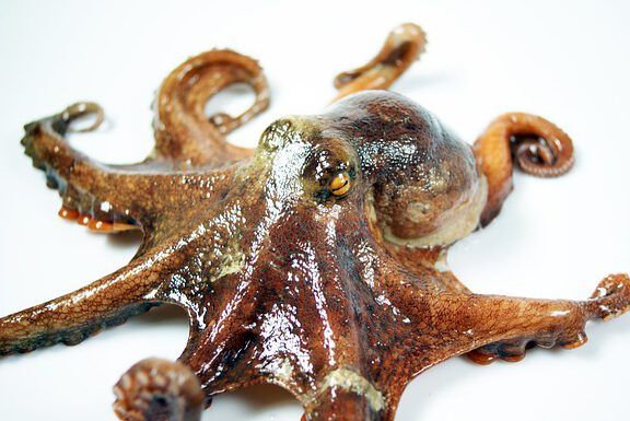 Pulpo marrón brillante con tentáculos extendidos sobre fondo blanco; ¿Es el Kraken mencionado en la Biblia? Descubre la verdad aquí