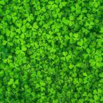 What Does the Bible Really Say About Luck? Find Out Here!