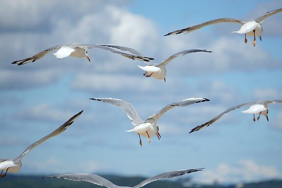 Gaviotas volando sobre el mar en un cielo despejado, imagen serena que acompaña la reflexión ¿Es bíblico hacer misa por los muertos? Descubre lo que dice la Biblia al respecto.