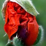 Discovering a Fresh Start: What the Bible Says About New Beginnings