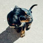 ¿Qué enseña la Biblia sobre la obediencia a los padres?