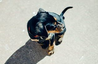¿Qué enseña la Biblia sobre la obediencia a los padres? Perro pequeño negro y marrón con collar sobre pavimento