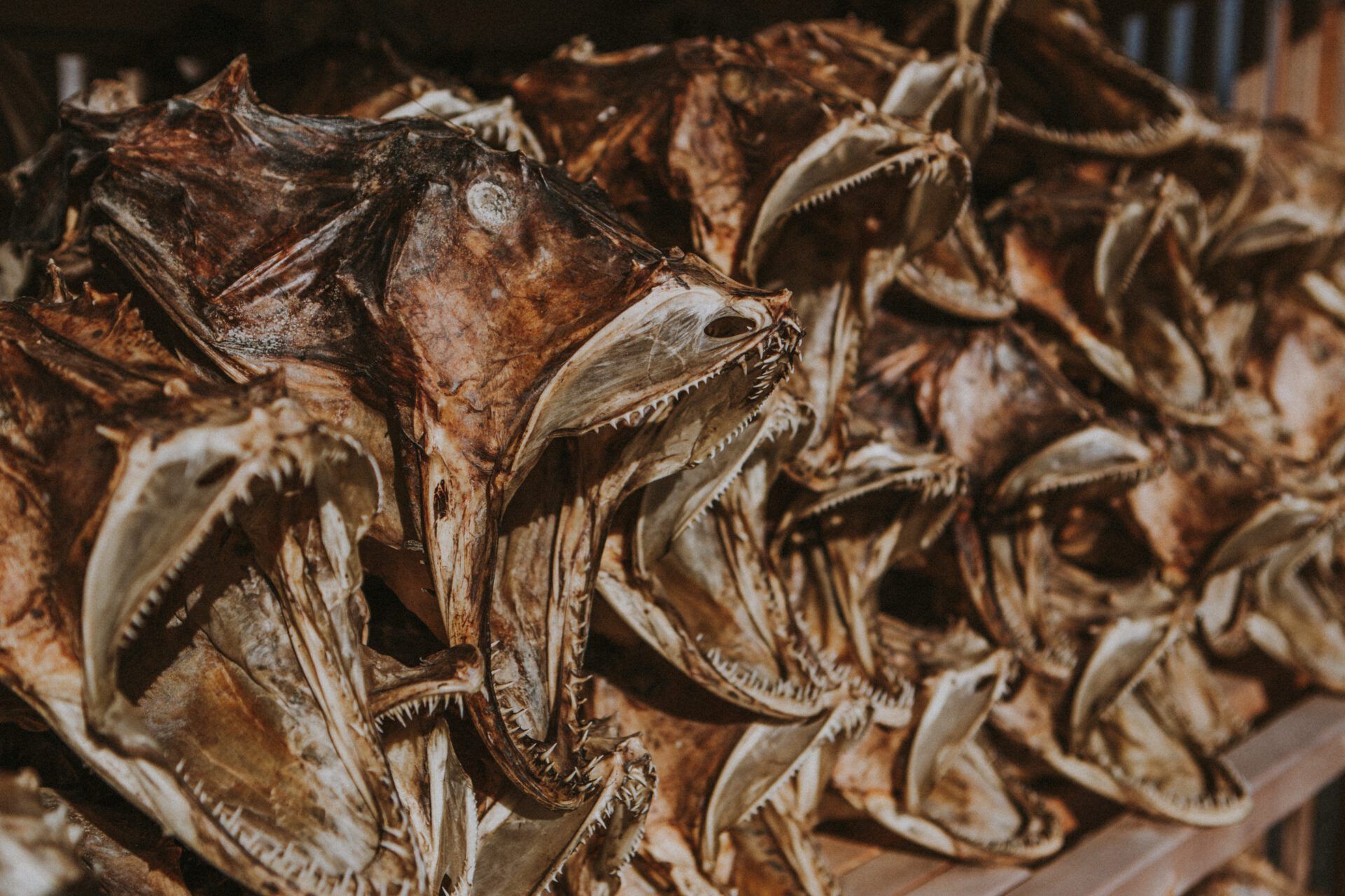 Montón de cabezas de pescado secas con mandíbulas abiertas y dientes afilados; ¿Es pecado decir groserías? Descubre lo que la Biblia dice al respecto