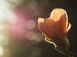 Capullo de flor iluminado por la luz del sol y fondo difuminado que invita a la reflexión: ¿Qué enseña la Biblia sobre el perdón y las ofensas?
