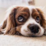¿Qué dice la Biblia sobre la muerte de los perros?