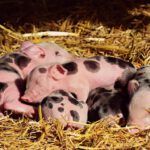 What Does the Bible Really Say About Pigs? Uncovering the Truth