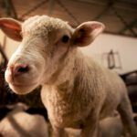 Discover the Hidden Meaning Behind 'Where the Bible of 99 Sheep Speaks'