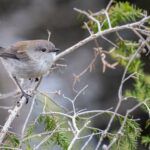 La verdad sobre la soberbia según la Biblia