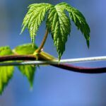 The Surprising Truth About Tendrils in the Bible