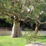 La sorprendente interpretación bíblica sobre Zaqueo que debes conocer