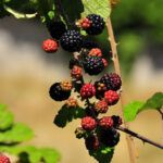 La verdad sobre la zarza en la Biblia: ¿Qué revela realmente?