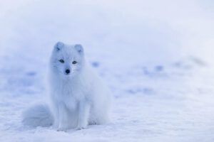 Zorro ártico blanco sentado sobre la nieve, ¿Qué enseña la Biblia sobre los zorros?
